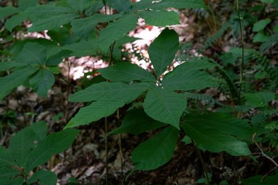 Asimina triloba, photographed by Bonnie Semmling