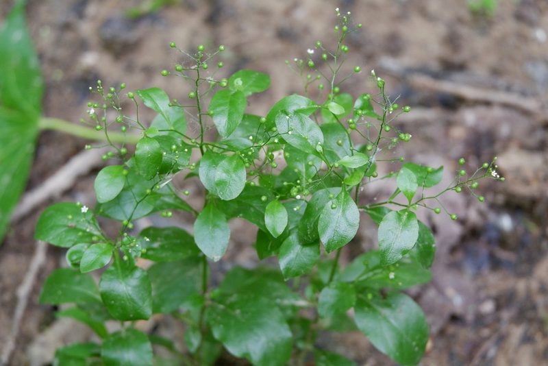 Samolus parviflorus, photographed by Bonnie Semmling