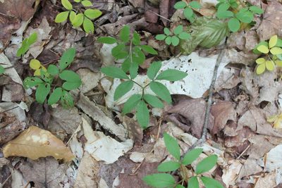 Panax trifolius, photographed by Steven Lamonde