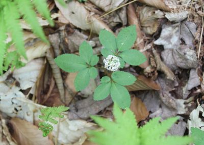 Panax trifolius, photographed by Steven Lamonde