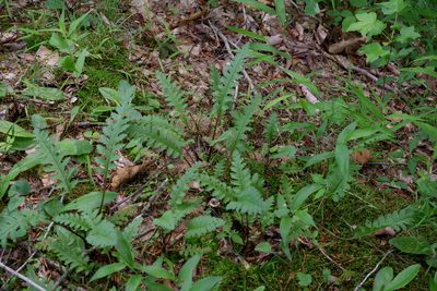Pedicularis canadensis, photographed by Bonnie Semmling