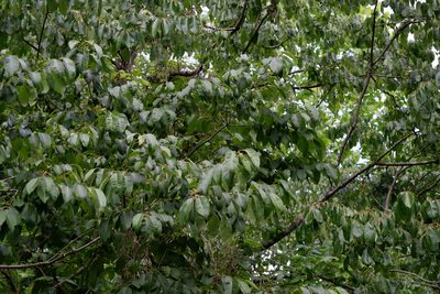 Diospyros virginiana, photographed by Bonnie Semmling