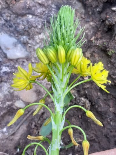 Bulbine lagopus, photographed by kevin koen