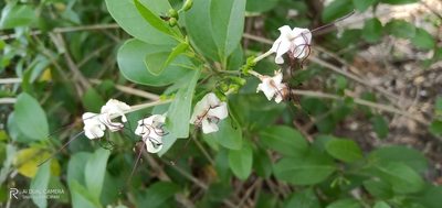 Volkameria inermis