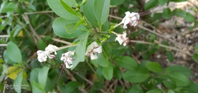 Volkameria inermis, photographed by Sandipan Das