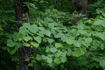 Cercis canadensis, photographed by Bonnie Semmling
