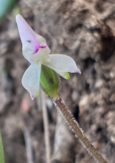 Disperis macowanii, photographed by kevin koen