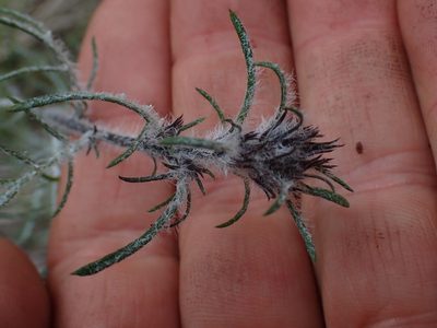 Ipomopsis aggregata, photographed by Shane Johnson