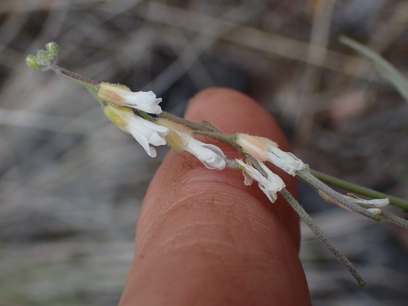 Boechera polyantha, photographed by Shane Johnson