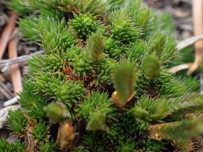 Selaginella scopulorum, photographed by Shane Johnson