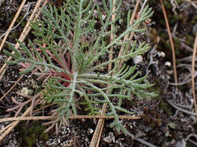 Ipomopsis aggregata, photographed by Shane Johnson
