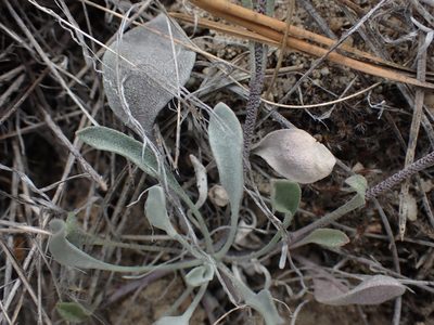 Physaria douglasii, photographed by Shane Johnson
