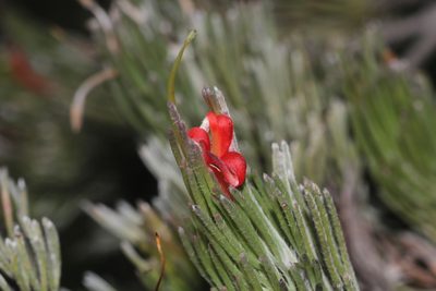 Adenanthos sericeus, photographed by Hugo Innes