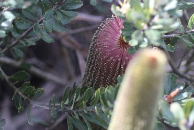 Banksia praemorsa, photographed by Hugo Innes