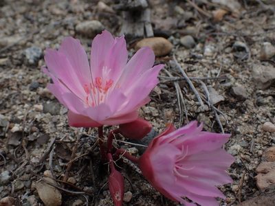 Lewisia rediviva, photographed by Shane Johnson