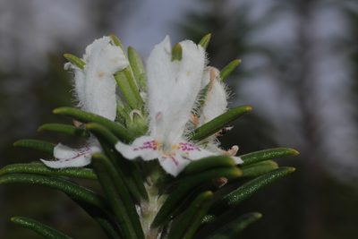 Westringia dampieri, photographed by Hugo Innes