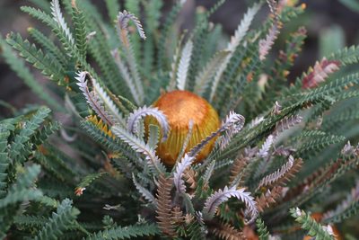 Banksia formosa, photographed by Hugo Innes