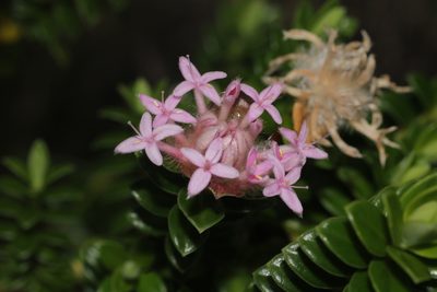 Pimelea ferruginea, photographed by Hugo Innes