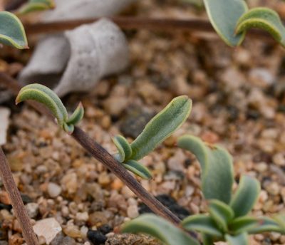 Chaetanthera glabrata, photographed by Nicolás Villaseca Merino