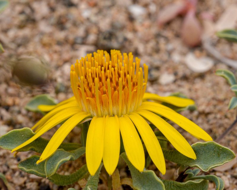 Chaetanthera glabrata, photographed by Nicolás Villaseca Merino