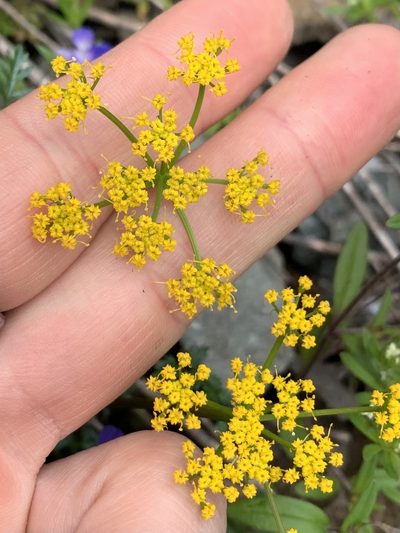Lomatium hallii, photographed by Kate Manning