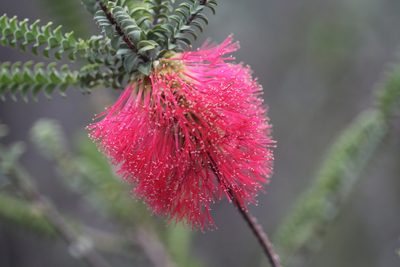 Melaleuca transversa, photographed by Hugo Innes