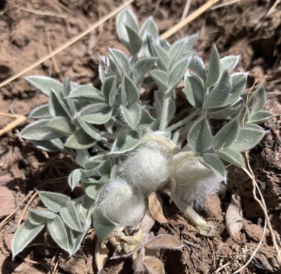 Astragalus newberryi, photographed by mark-groeneveld