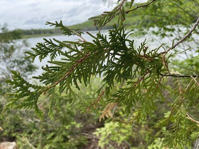 Thuja occidentalis, photographed by Tom Scavo