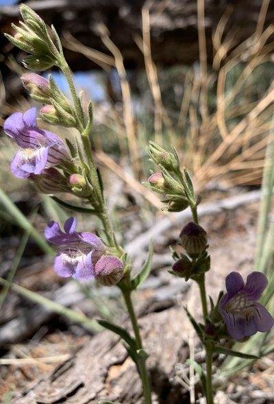 Penstemon ophianthus, photographed by mark-groeneveld