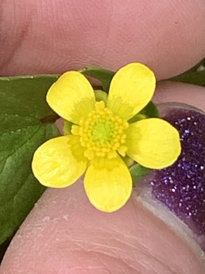 Ranunculus populago, photographed by Kate Manning