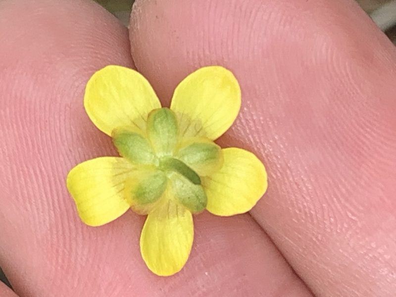 Ranunculus populago, photographed by Kate Manning