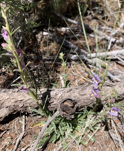 Penstemon ophianthus, photographed by mark-groeneveld