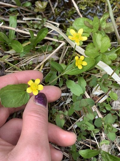 Ranunculus populago, photographed by Kate Manning