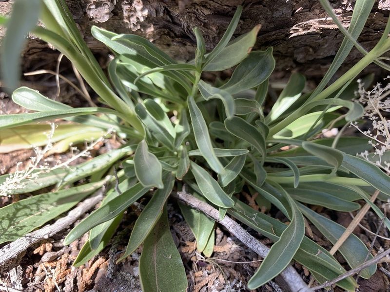 Penstemon ophianthus, photographed by mark-groeneveld