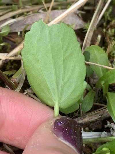 Ranunculus populago, photographed by Kate Manning