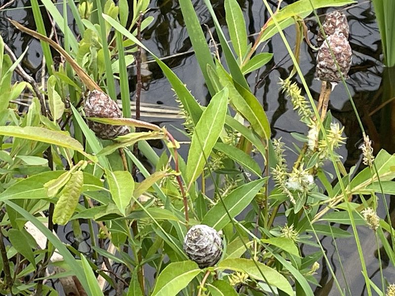Salix eriocephala, photographed by Tom Scavo