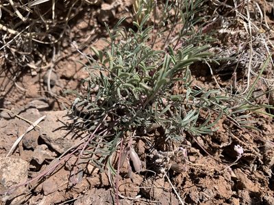 Astragalus brandegeei, photographed by mark-groeneveld