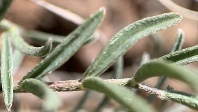 Astragalus brandegeei, photographed by mark-groeneveld