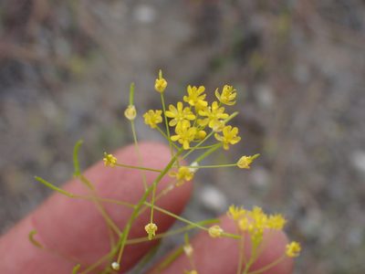 Descurainia incisa, photographed by Shane Johnson