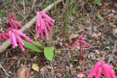 Lachenalia punctata, photographed by Diana Studer