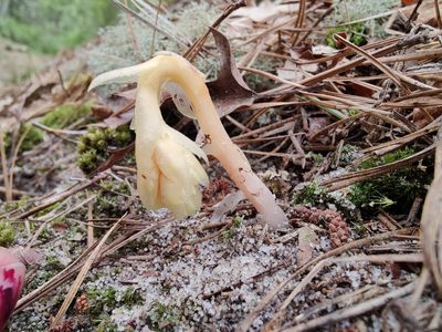 Hypopitys monotropa, photographed by Gus