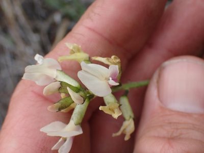 Astragalus sclerocarpus, photographed by Shane Johnson