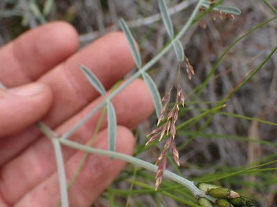 Astragalus sclerocarpus, photographed by Shane Johnson