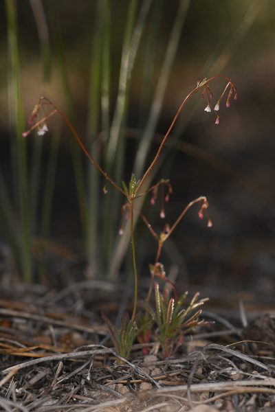 Eriogonum spergulinum, photographed by Trevor Van Loon