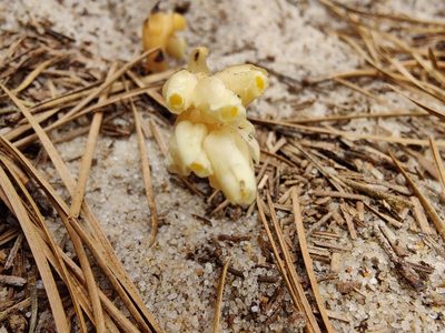 Hypopitys monotropa, photographed by Gus