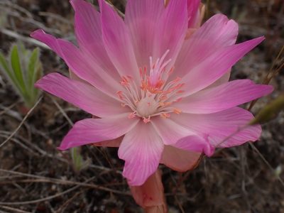 Lewisia rediviva, photographed by Shane Johnson