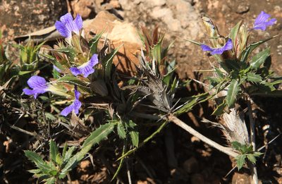 Blepharis aspera, photographed by Wynand Uys