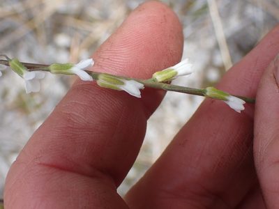Boechera retrofracta, photographed by Shane Johnson
