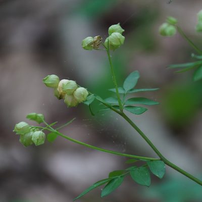 Polemonium reptans