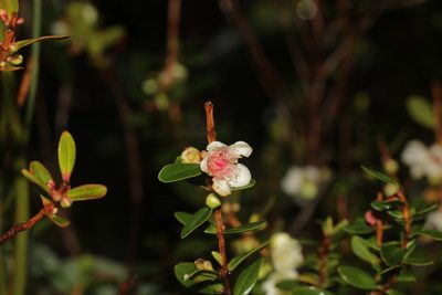 Hypocalymma myrtifolium, photographed by Hugo Innes